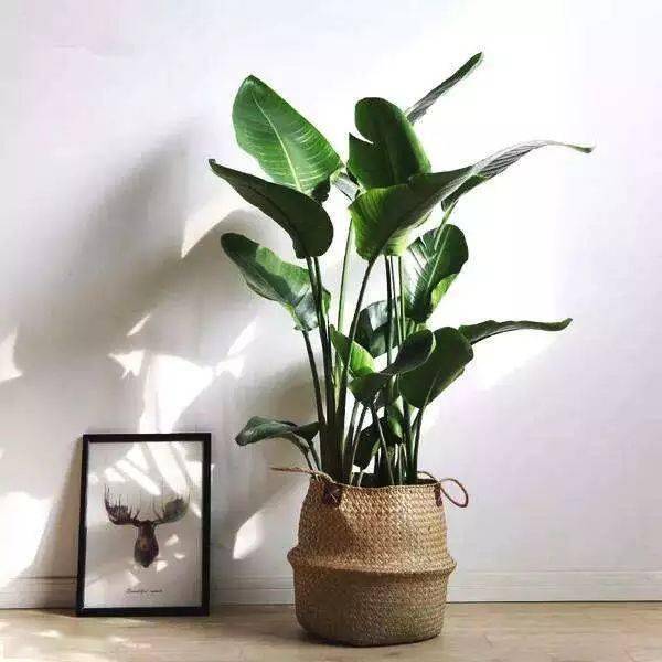 家中绿植的选择及摆放,养护攻略,为生活增添一点生机活力~_植物_叶榕