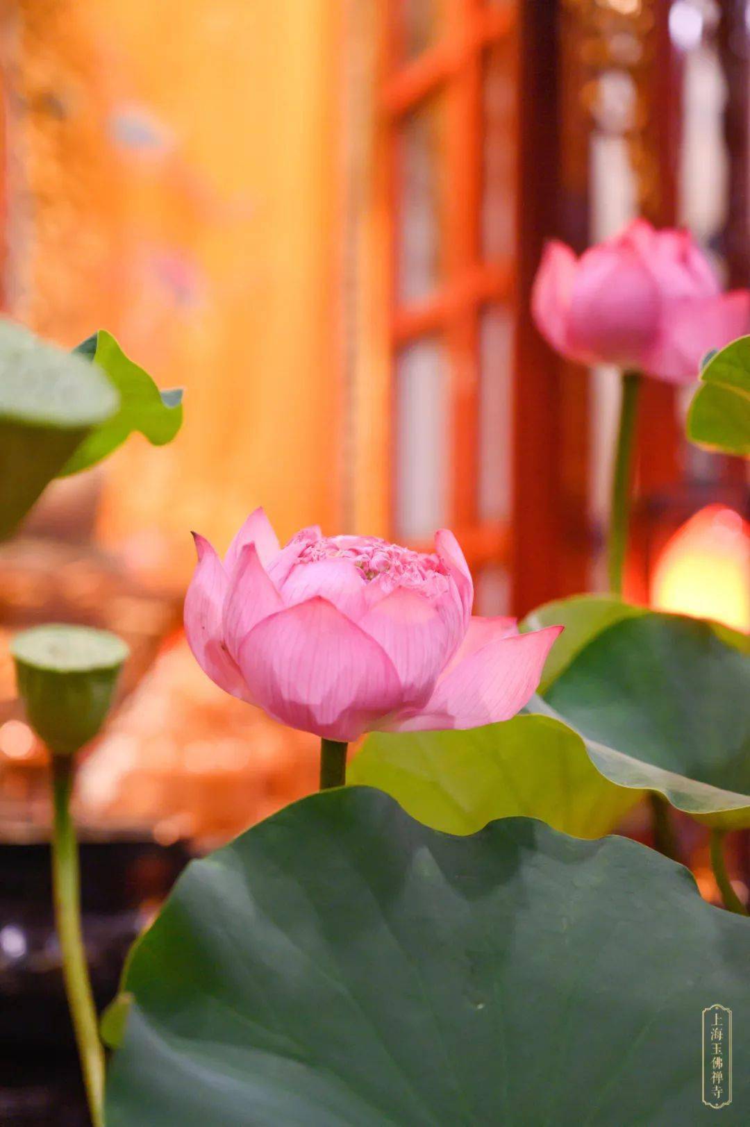 这个周末"善缘荷合"一起来_菩萨_莲花_大宝