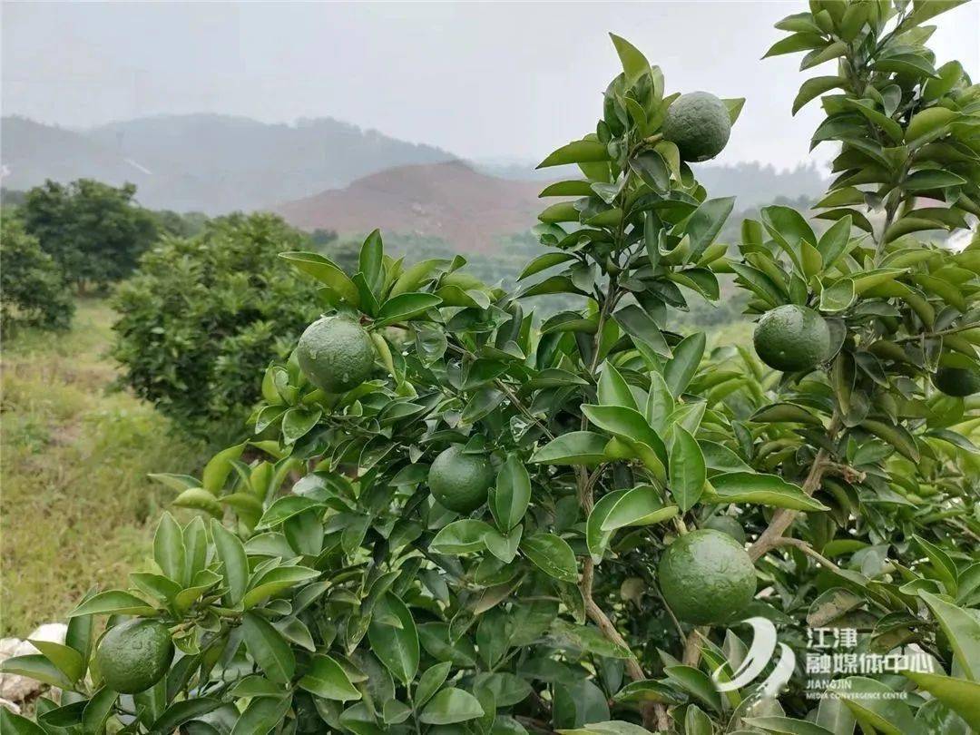 广兴镇3000余亩枳壳,周末开始采摘!_种植_产业_发展