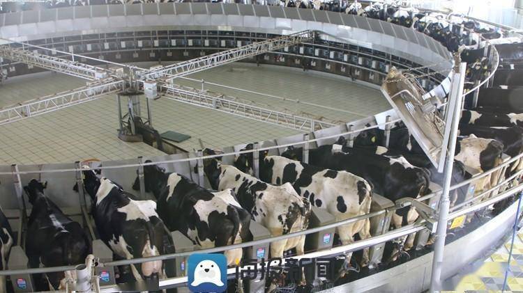 日照市：产业“牛”起来 日子有“犇头”-山东日照牛肉多少钱一斤