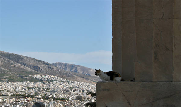 寻猫启示｜古希腊的猫：自古埃及走私而来？