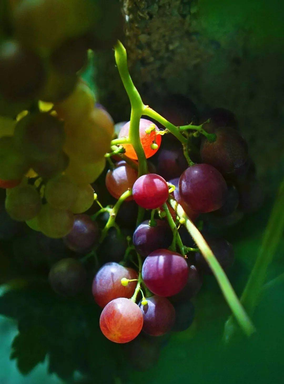 酸甜可口的"乍娜"葡萄_砀山_玄庙镇_水果