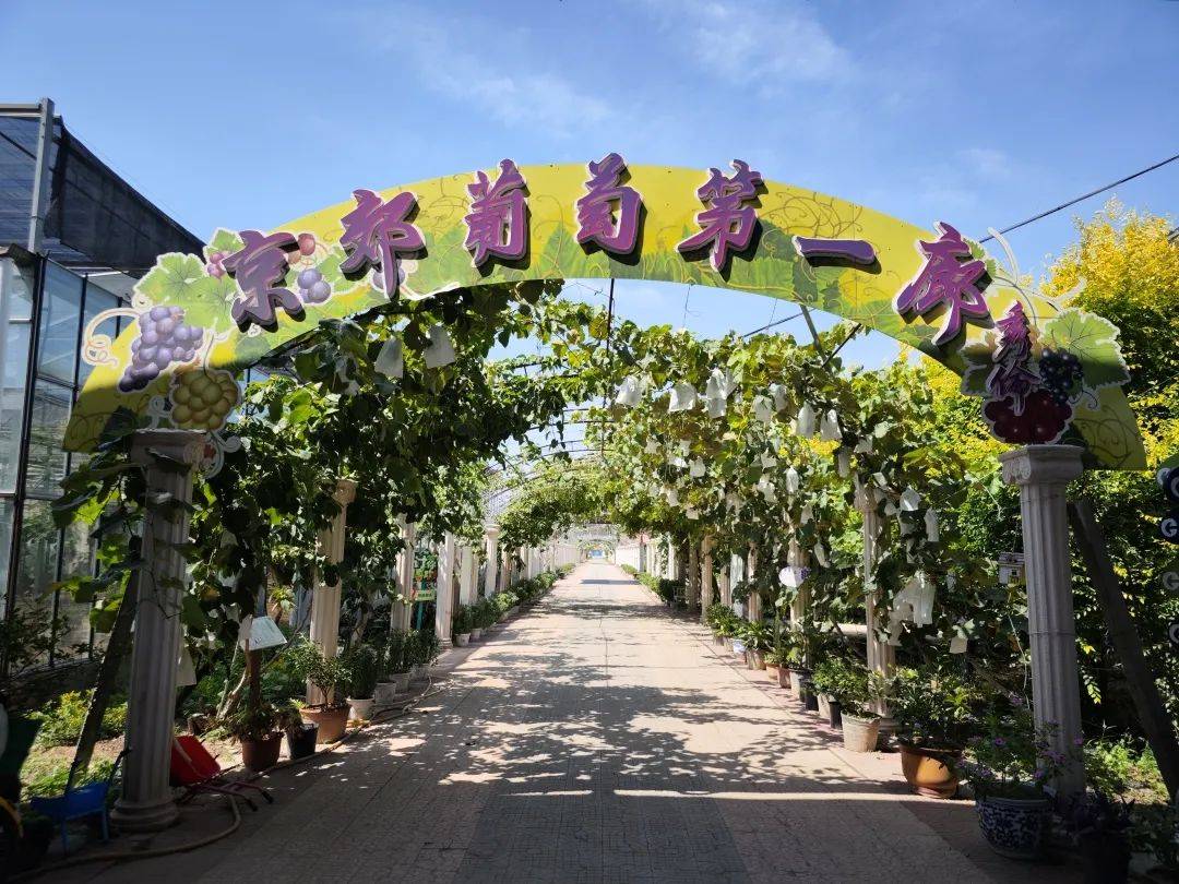 通州"葡萄大观园"甜蜜上新:咬一口就是夏天……_种植户_许尚_品种