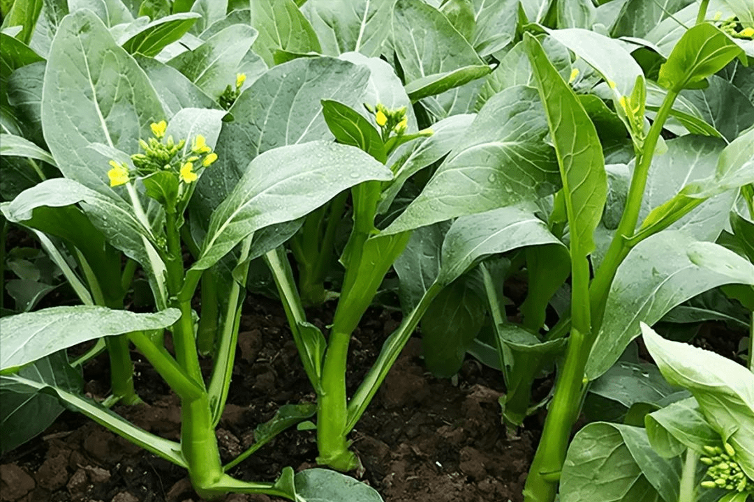 特别适合炎热夏季栽培的甜菜心品种,很早熟,口感优质,商品性好_种植