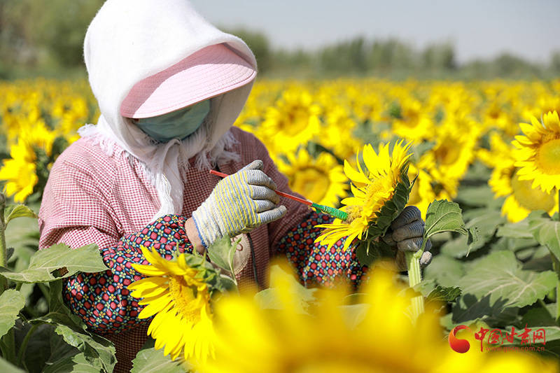 金塔:2.1万亩制种向日葵授粉忙