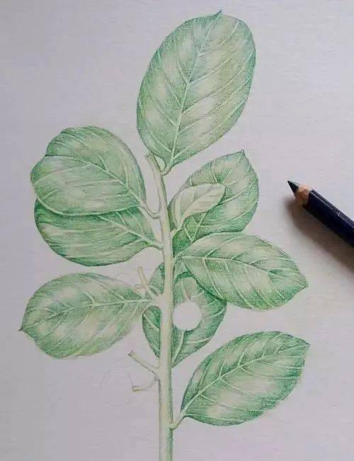 彩铅手绘的一组小植物画