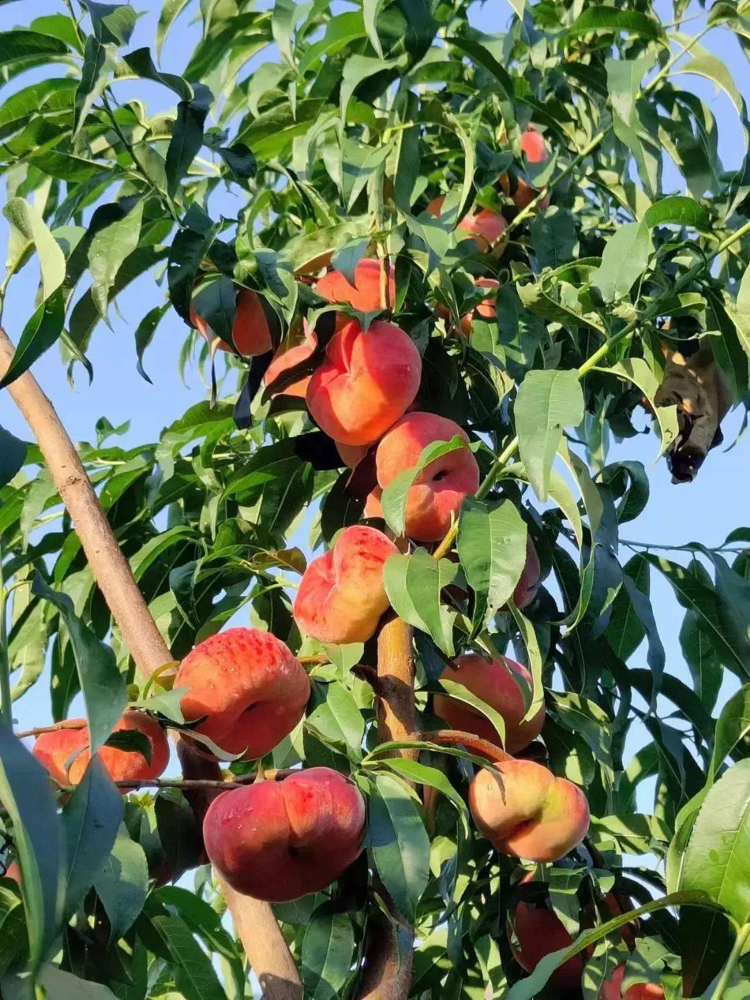 的小姑娘点缀在绿叶中的桃子成片的桃树上挂满了果实看得人眼花缭乱