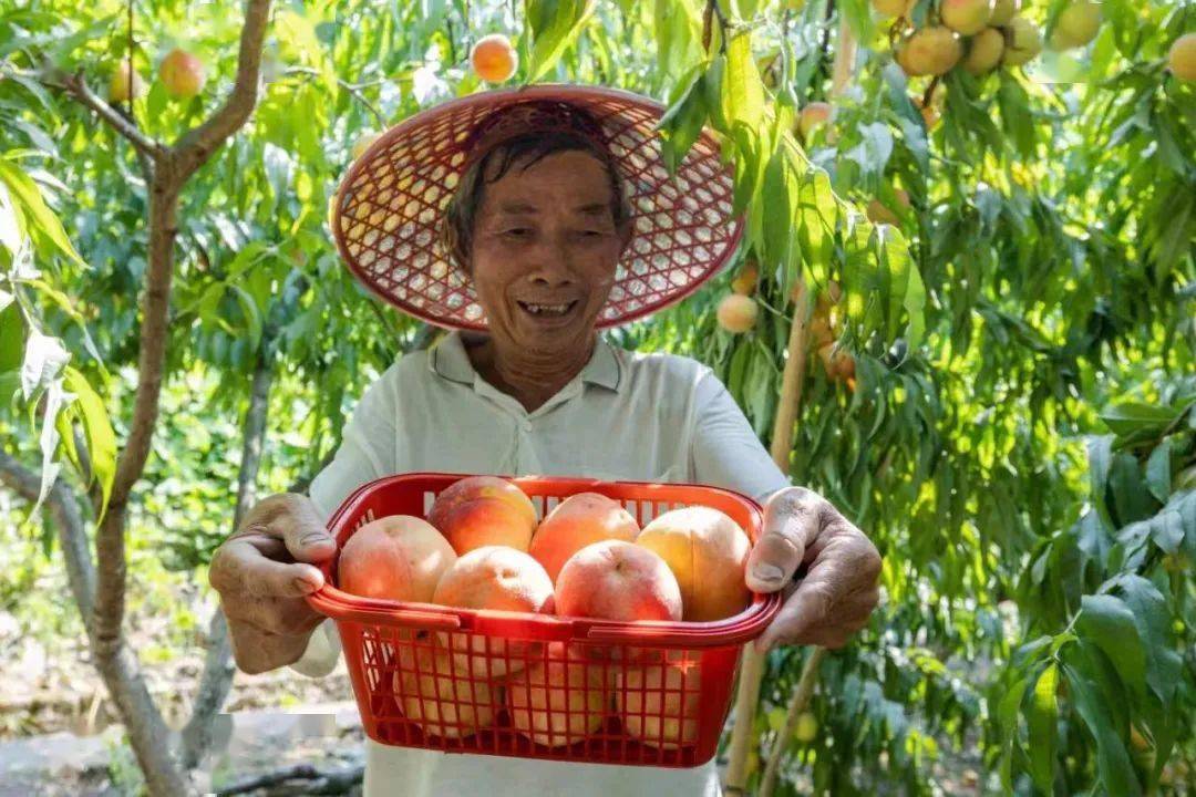 70多岁的果农钱大伯还有一个小心愿~位于诸暨姚江镇