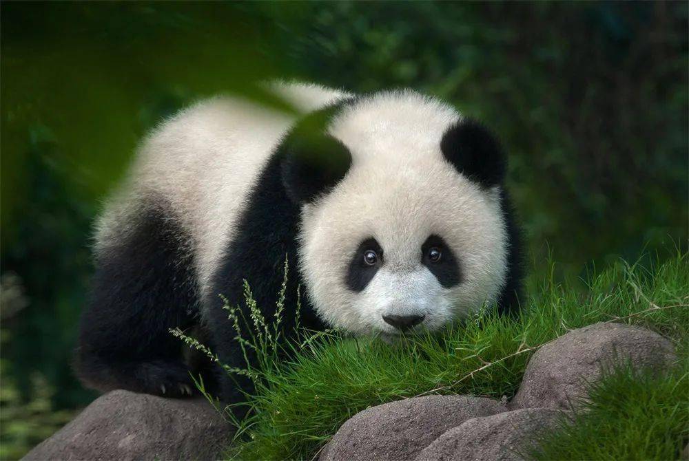 拍摄大熊猫31年,他用照片保护濒危动物_周孟棋_中国_习性