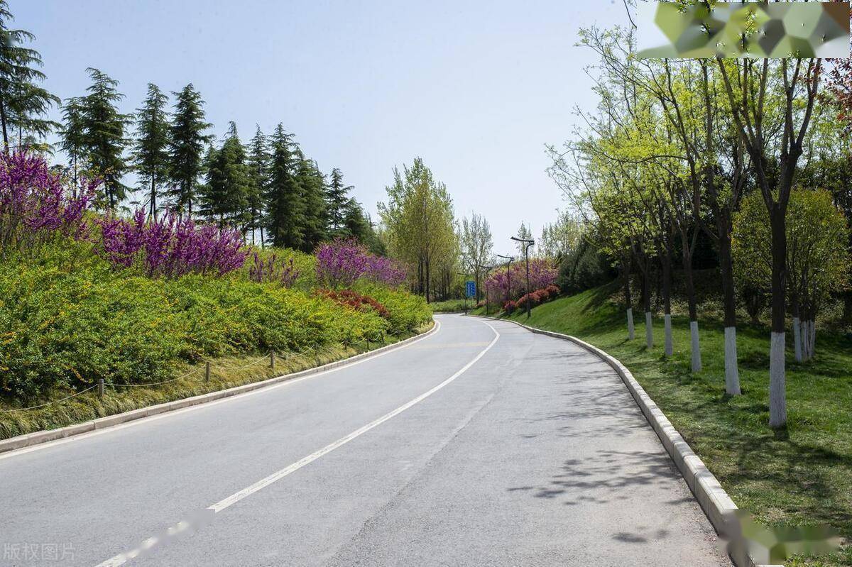 城市園林道路綠化原則植物選擇配置應用_喬木_樹木_韻律