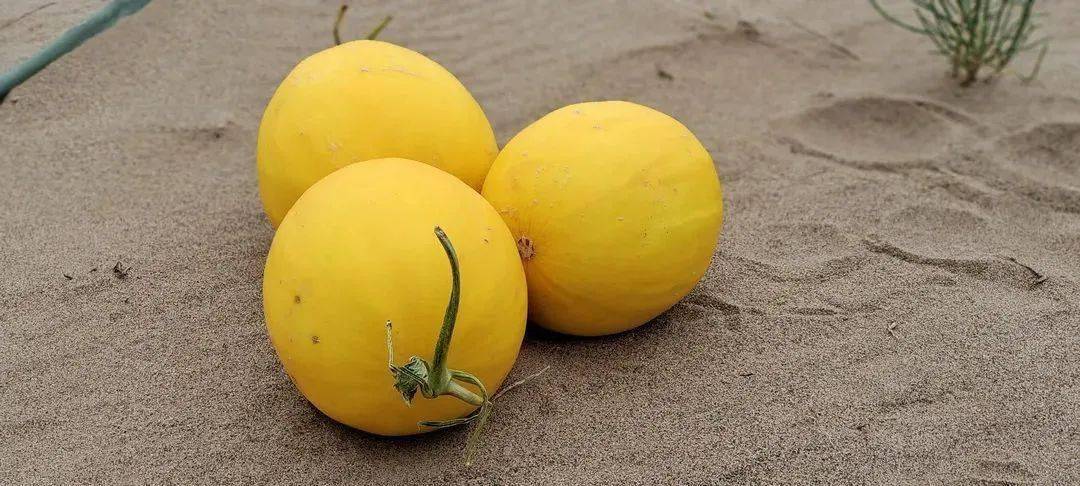 甜到炸裂的「沙漠蜜瓜」!