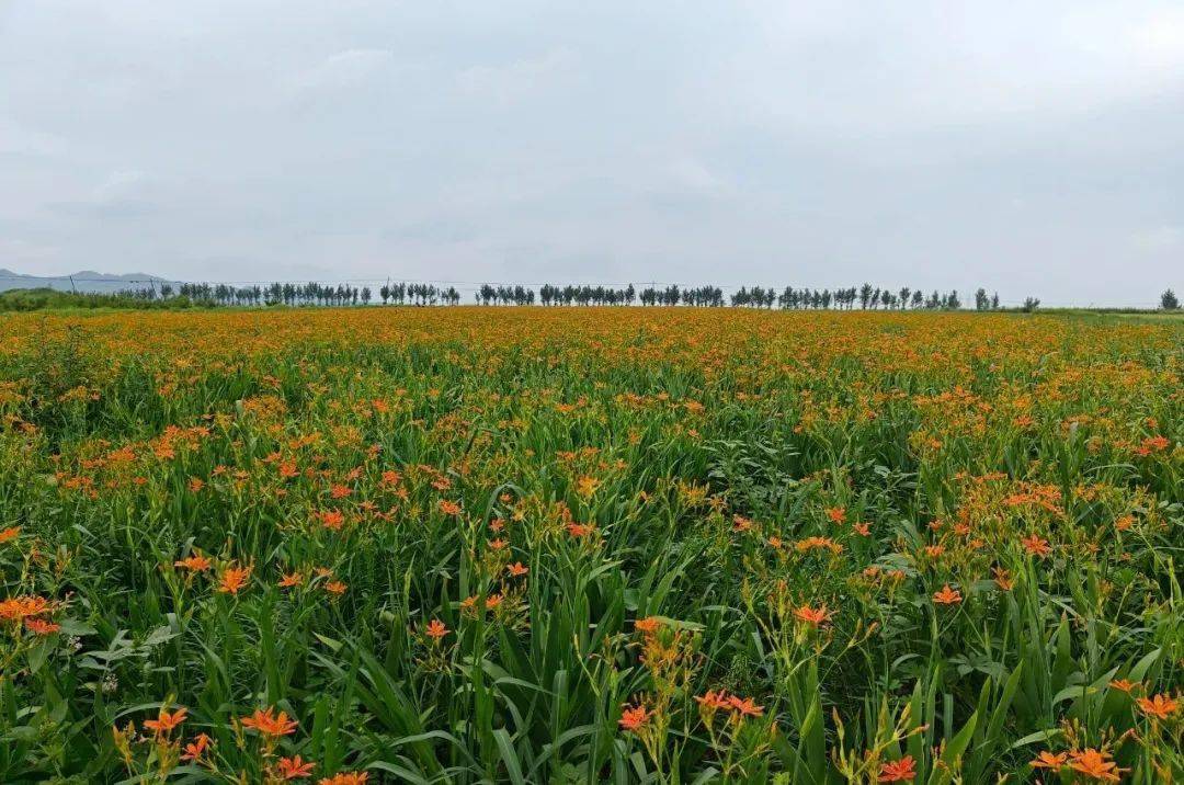 【厚道阜新·清河门印象】邢家屯村射干开 药材花海等你来_招商_教育