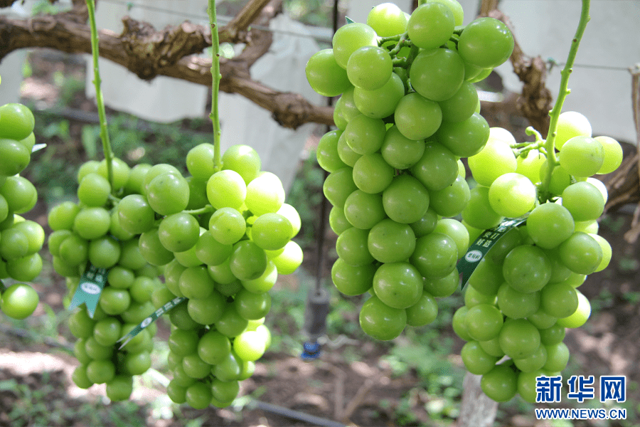 云南宾川:小葡萄带动大产业_王琳_发展_农户