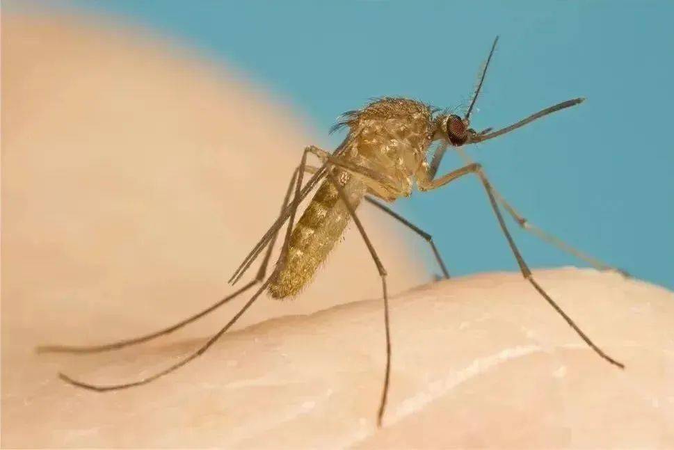 普通蚊子和疟蚊 对比图片