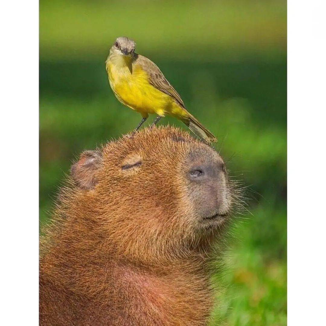 这只像水豚一样情绪稳定的母鸡,正是孩子需要的!_萝塔_小鸡_办法