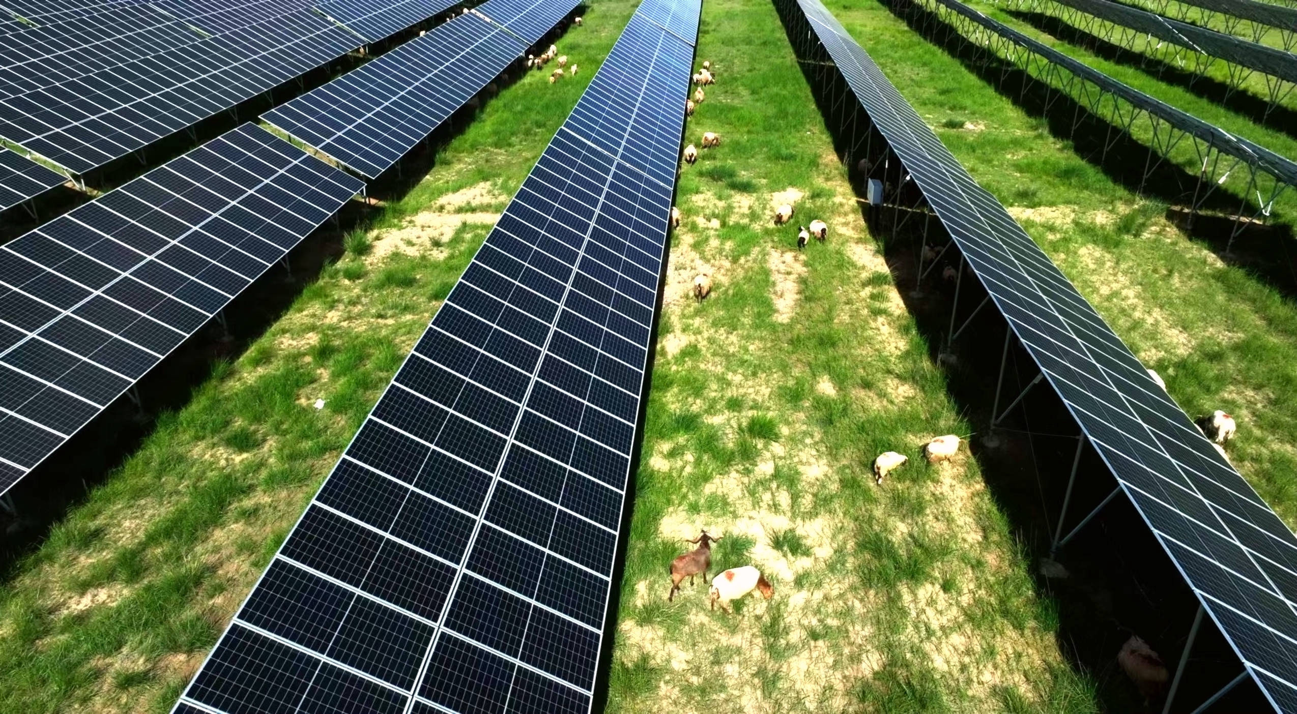 光伏板应运而生出了"光伏羊".