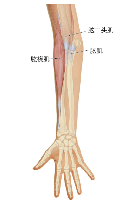 肱二头肌桡侧缘图解图片