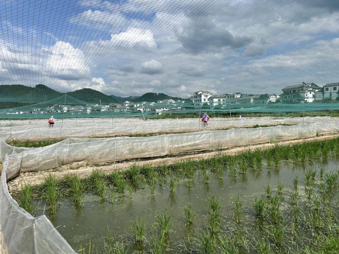 惠水:稻田养鱼又养蛙一田产值加又加_发展_江村_街道
