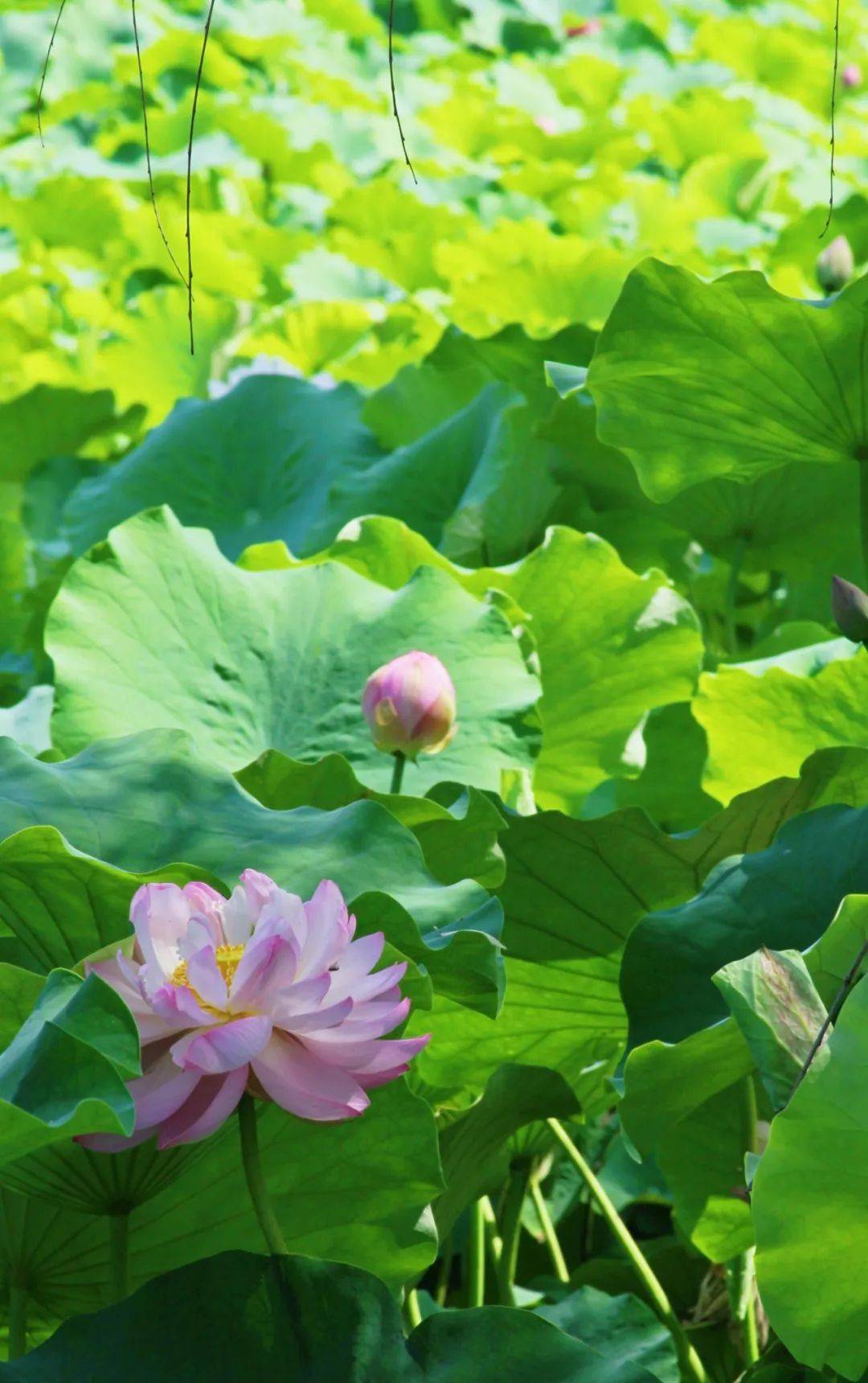 藕遇秦都,开启一夏好运莲莲~