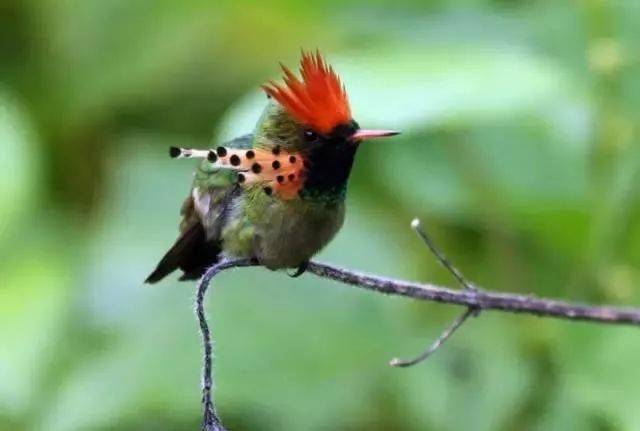 最美鸟类羽冠_漂亮_凤冠_蜂鸟