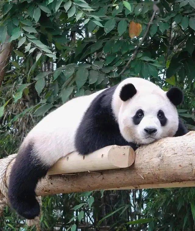 he end-编辑|火小星工作室-张火亮图片|来源于网络审核|吴 双 张鑫源