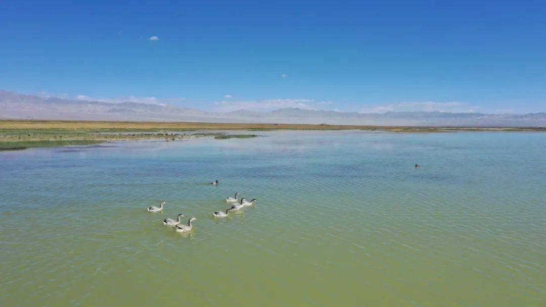 阿克塞:苏干湖草原风光秀美 黑颈鹤等候鸟抚育幼鸟_湖畔_鸟类_白鹭