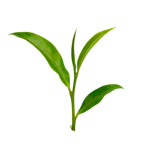 青年下乡丨广东科贸职业学院: 做好"侨""茶"文章,赋能英德红茶百亿