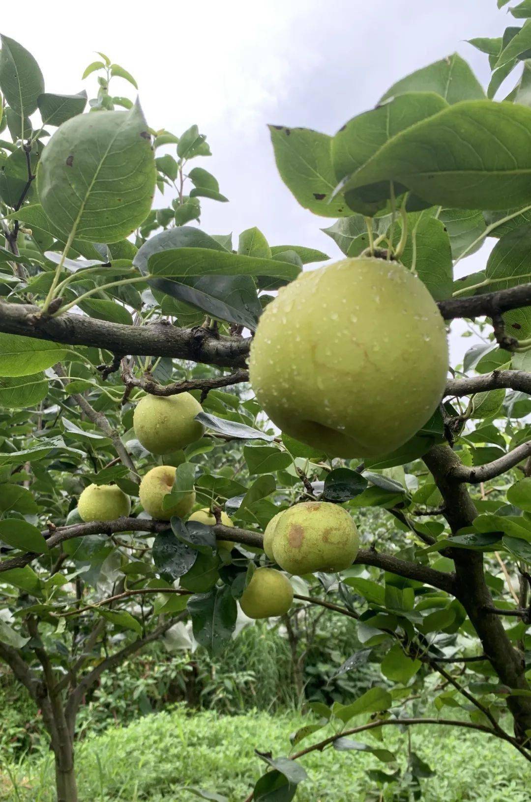 果味夏日,快来黑山神猕果园体验采摘快乐吧~_万盛_葡萄_空气