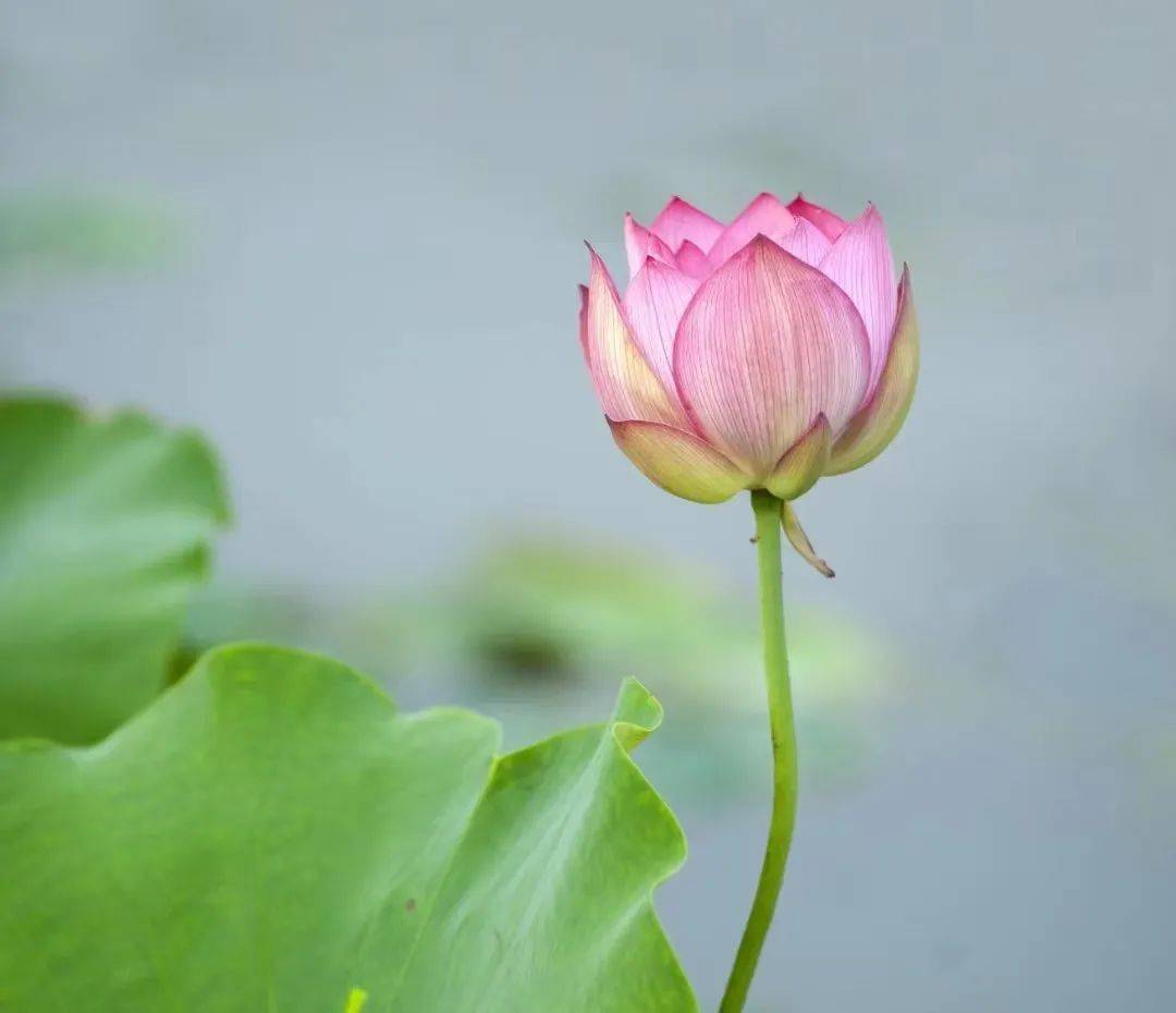 節日裡的農家休閒莊園.趣味尖山湖 別樣端午節.