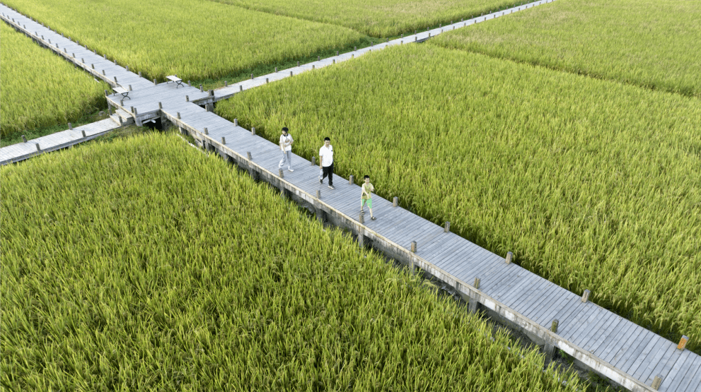 一起欣赏今夏茶山稻田的限定美景!_上元_公园_夏日