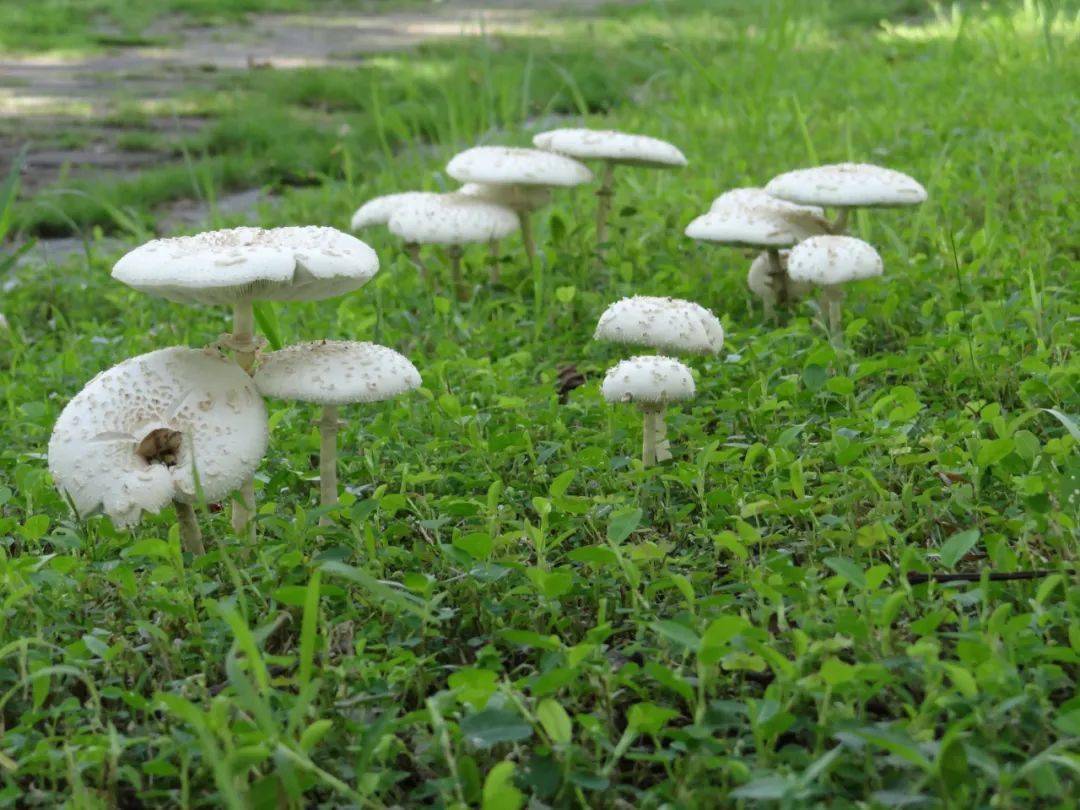 雨后草地上白色的蘑菇图片