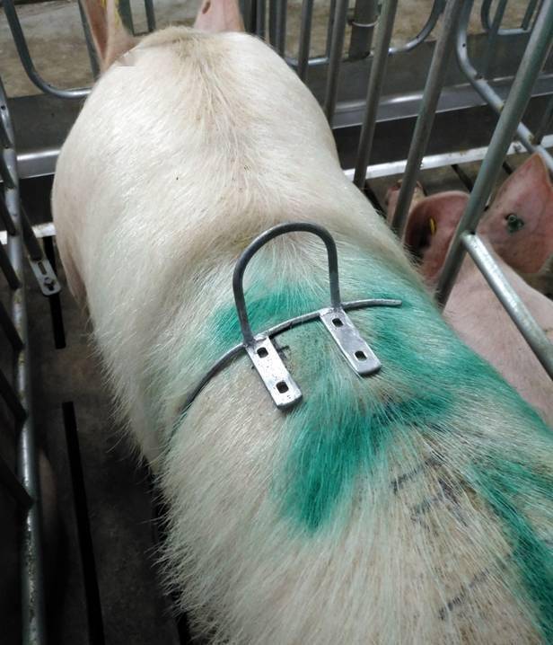 三个超实用养猪神器:背膘测量,防压奶头木板,可移动赶猪折叠墙_母猪