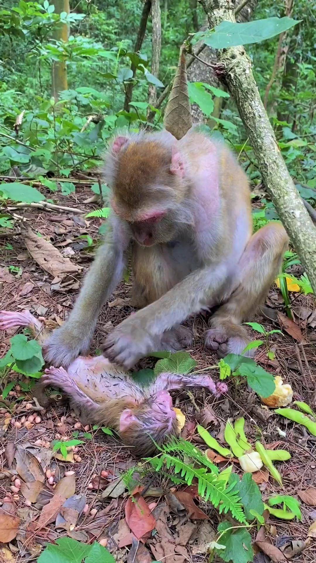 老青蛙一天除了扣小坚强的的肚脐就是在吃东西动物 猴子