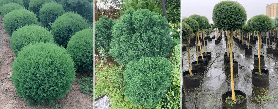 ①油橄榄②蓝冰柏③蓝湖柏①直立冬青②蓝杉③蓝剑柏①银叶金合欢②