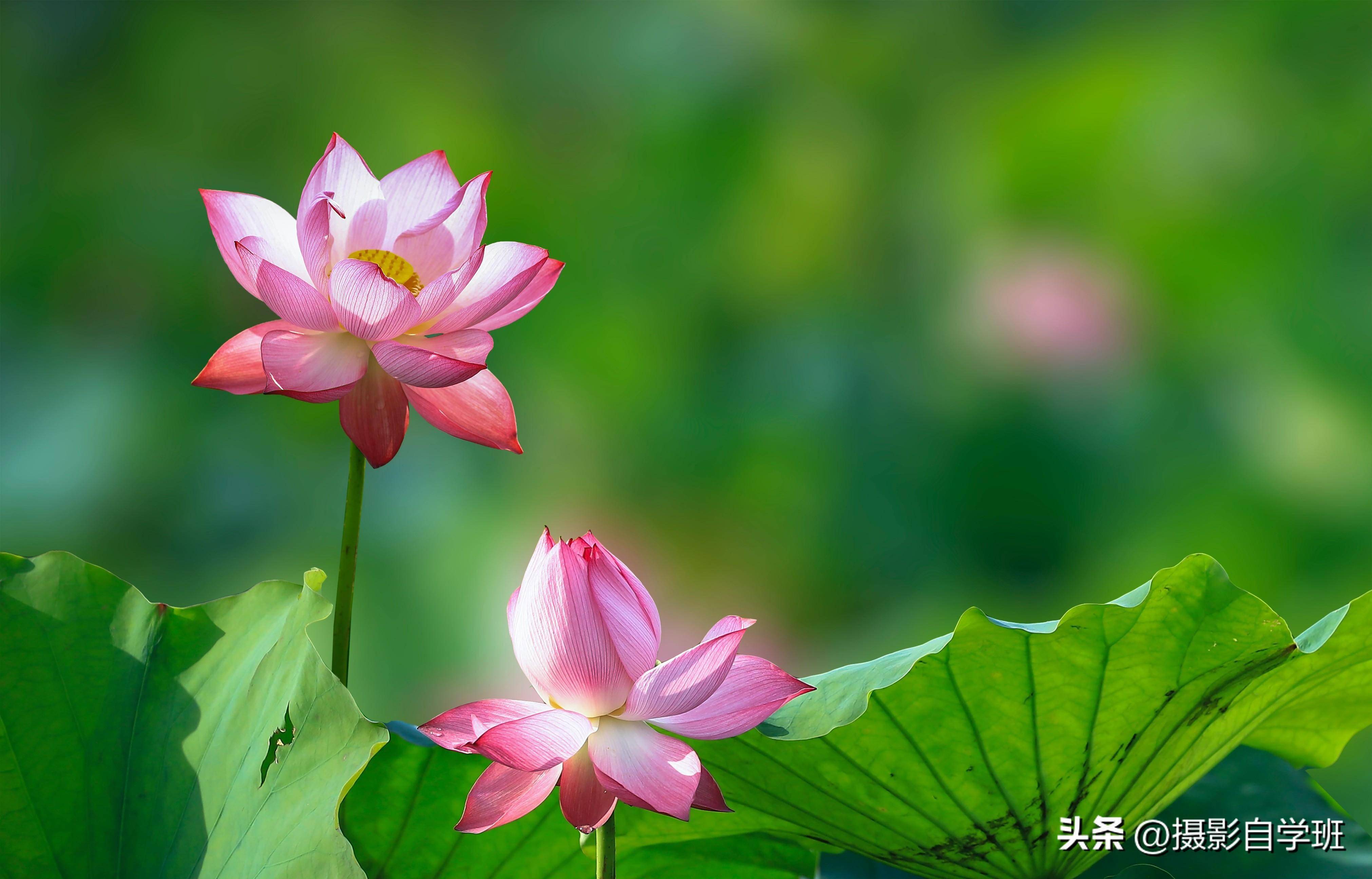周末去拍荷花,提前收藏这5个摄影技巧,必须帮你拍好看_细节_荷叶_颜色