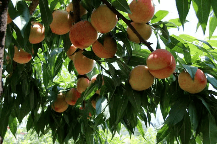 近年来,安宁区通过强桃产业,筑桃品牌,兴桃文化,助力"十里桃乡"发展