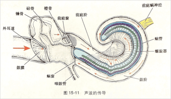 中耳 内耳图片