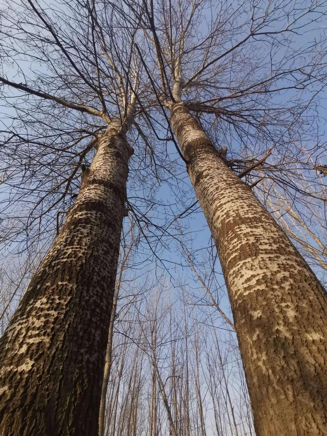 朗诵| 杨树的联想_中国_网络_艺术