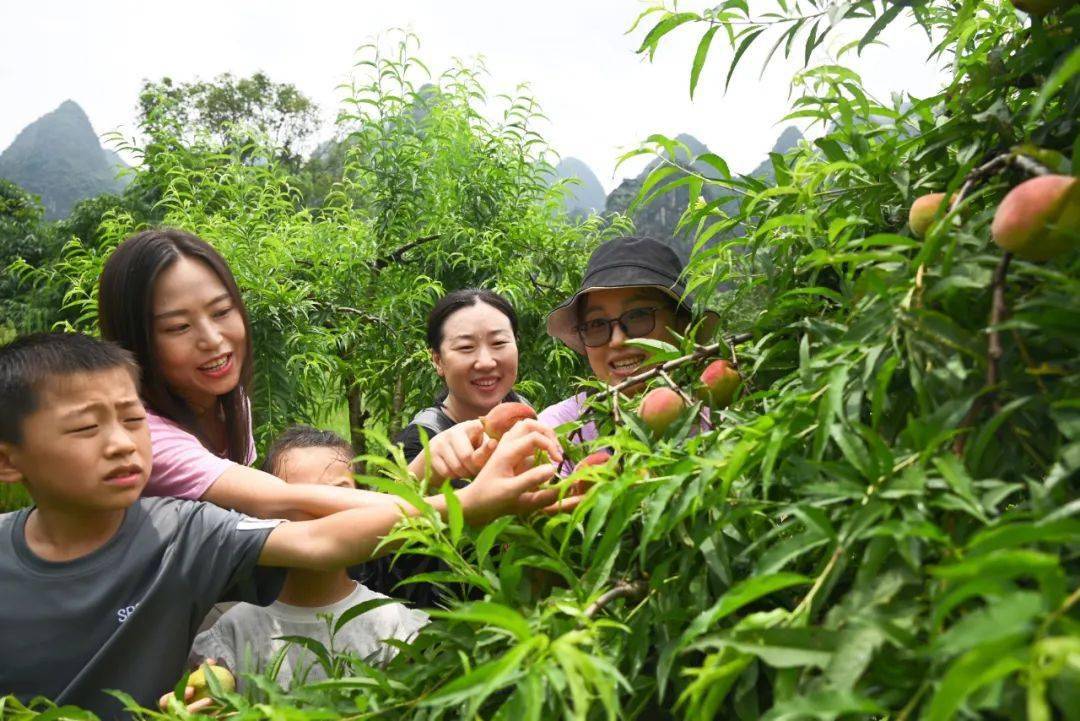 采摘季,杨堤乡官岩村的鹰嘴桃熟了~_现代化_带着_果肉