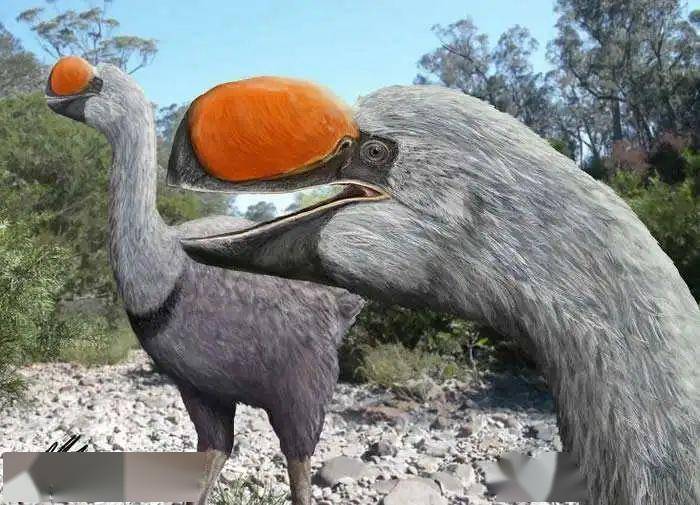 【史前巨鸟】澳大利亚超级巨鸟——雷啸鸟_化石_鸟类_来自