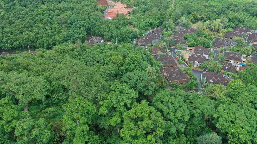 成为曼远村民与自然和谐共生的"密码"的古训流传至今