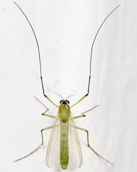 (3)翅膀吸血蚊的嘴很长,也叫喙摇蚊没有能吸血的长喙摇蚊口器退化,无