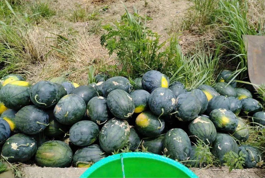 大桥镇:高山西瓜"平,靓,正"