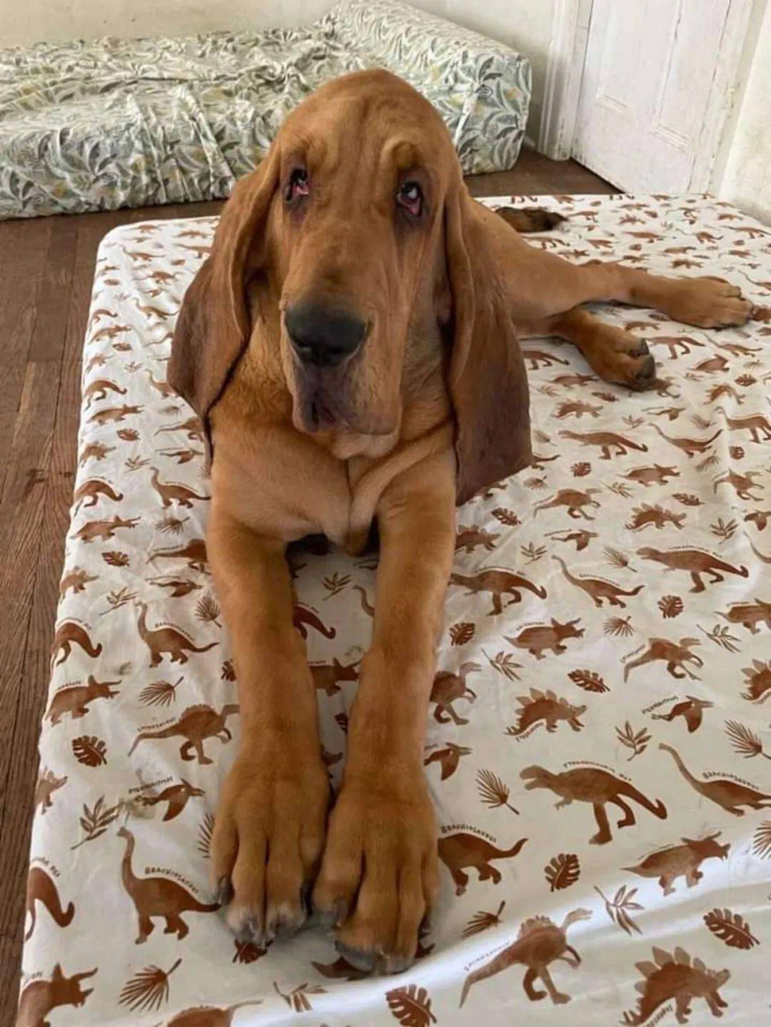 寻血猎犬睡姿超级奇葩.网友惊了:是怎么睡成不像狗的?_孩子_少年_傻事