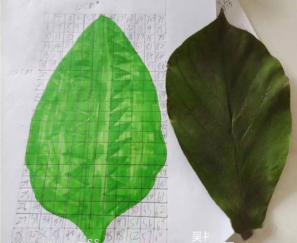 植物数学手抄报三年级图片