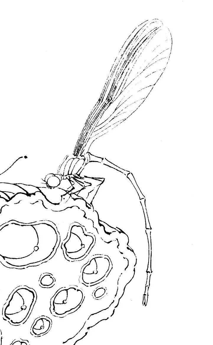 【国画教程】豆娘设色技法