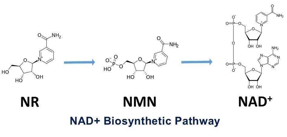 不少研究表明,补充 nad 或 nad 的前体物质,例如β-烟酰胺单核苷酸