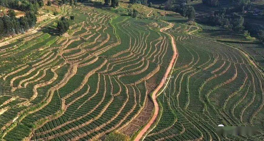 2021年,牟定县引进投资商张伟伟到江坡镇发展新兴产业种植迷迭香,探索