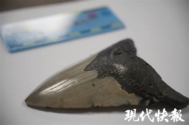 远古顶级掠食者巨齿鲨,是谁杀了它?_贺一鸣_化石_深海