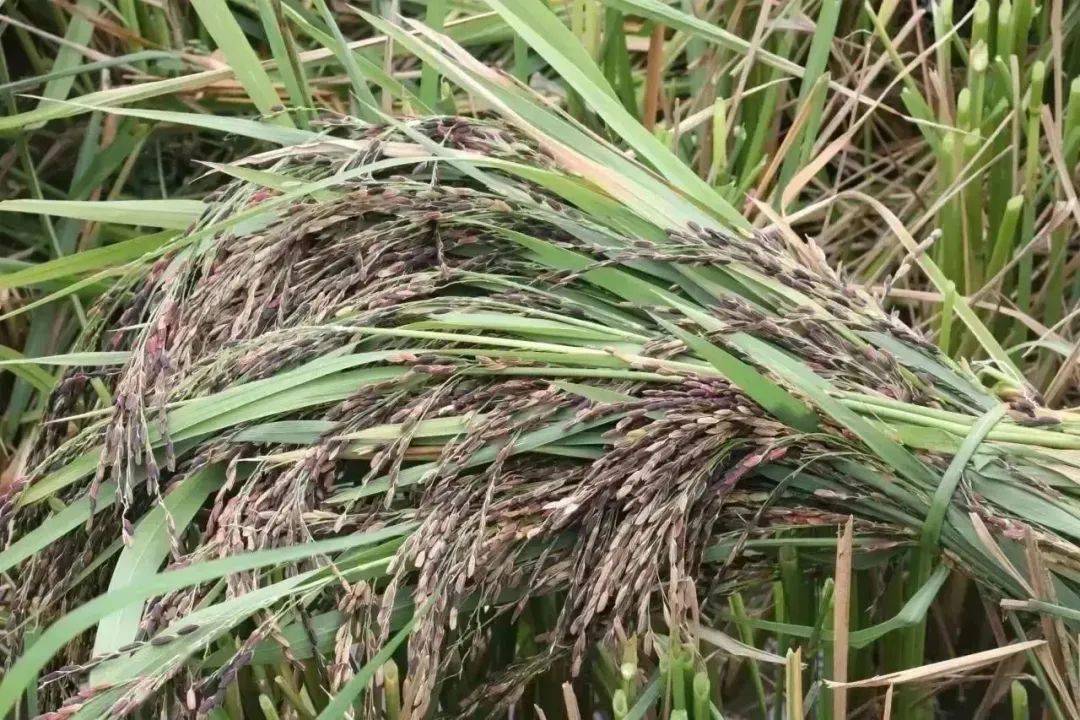 凤山紫米,好吃在哪里